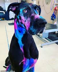 Dyeing rabbit fur for any reason required food color mixture and never human hair dyes. Dog Groomer Dyes Her Pooch Luminous Metallic Colours Daily Mail Online
