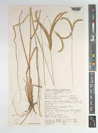 Image result for Ctenium concinnum