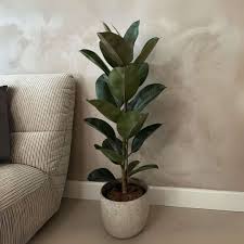 Image result for Ficus elastica