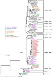 Image result for Diospyros consolatae