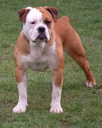 The first thing is not to buy from a pet store, or broker. Olde English Bulldogge Bulldog American Bulldog Puppies Olde English Bulldogge Old English Bulldog