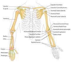 Teeth to their bony sockets b. Axial Joints Diagram Skeletal System Skeleton Bones Joints Cartilage Ligaments Bursae Arm Bones Anatomy Bones Arm Anatomy