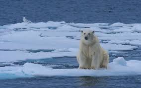 Polar Bears Live In The Arctic Near The North Pole Polar Bear Resting On An Ice Floe In Svalbard Norway 81st Parallel North Polar Bear Polar Bears Live Polar