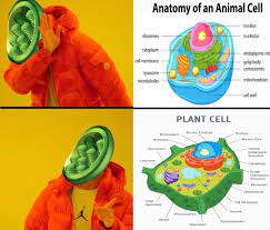 The number of cells in plants and animals varies from species to species; Mitochondria Chloroplast On Twitter Chloroplast Are A Part Of Every Cell Except For Animal Cells Notjustthepowerhouse8 Votecell2018