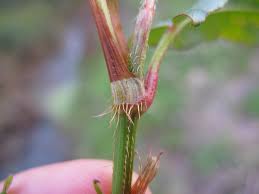 Image result for Persicaria strigosa