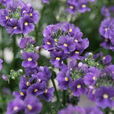 Image result for Nemesia zimbabwensis