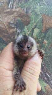 23 Monkeys For Sale Ideas In 2021 Monkeys For Sale Pet Monkey Cute Monkey