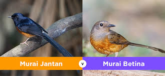 Burung ciblek merupakan salah satu jenis burung perkicau dengan body kecil seperti burung pleci. Apa Perbedaan Ciblek Jantan Dan Betina
