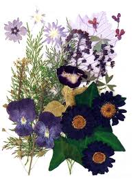 See more ideas about art impressions, card making art, art impressions cards. Floral Art Card Making Silver J Pressed Flowers Natural Dried Edelweiss 20pcs Craft Paper Paper Crafts Arts Crafts Sewing Rayvoltbike Com