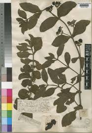 Image result for Teedia lucida