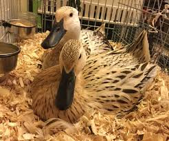 However, some breeds such as muscovy can take 35 days. How To Hatch Duck Eggs Complete Guide Tyrant Farms