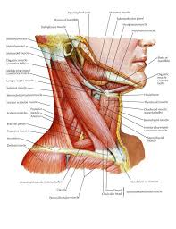 Shoulder disorders are the most common causes of shoulder pain. Neck Muscles Neck Muscle Anatomy Muscle Anatomy Anatomy Reference