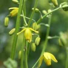 Image result for Tulbaghia acutiloba