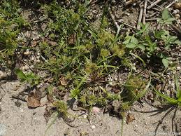 Image result for Cyperus zollingeri
