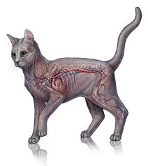 We did not find results for: Interactive Animal Valley Dog Cat Hospital