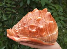 Silver conch shell ornament style. 3 7cm Large Natural Conch Shells Conch Fish Tank Aquarium Landscaping Home Furnishing Ornaments Home Decoration Natural Seashells Necklaces Jewelry Valresa Com