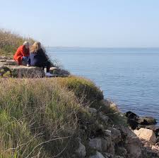 Image result for Cyperus longicarpus