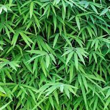 Benefits Of Tiger Grass For Your Skin Tiger Grass Garden Express Perennial Grasses