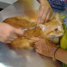 Photos At Klinik Haiwan University Veterinary Clinic Taman Universiti