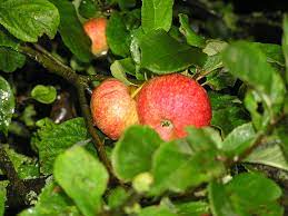 All of the herbs in this recipe contain ingredients that will deodorize your body. Beauty Of Bath Wikipedia