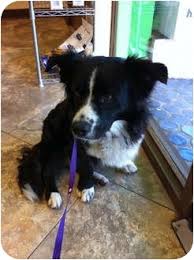 Potential adopters first fill out an interest form. Miami Beach Fl Border Collie Meet Marvin A Pet For Adoption