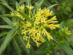 Image result for Cestrum parqui