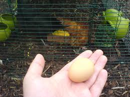 A broody hen is one that is already sitting on a nest and is protective of the eggs underneath her. The Chicken And The Egg Science Buzz