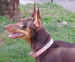 I have 3 males and 2 females, all black. The Miniature Pinscher The King Of The Toys Pethelpful By Fellow Animal Lovers And Experts