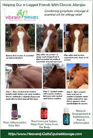 Horses Often Get Swollen Lymph Glands Particularly Below The Ears Behind The Jaw And U Essential Oils For Massage Lymphatic Massage Essential Oils For Horses
