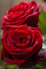 Canadian Lady Finding Her Way Beautiful Roses Rose Flower Rose Images