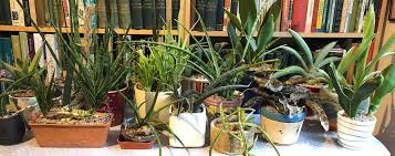 Image result for Sansevieria