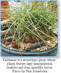 Image result for Trochomeria hookeri