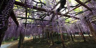 Ne faites pas trop d'apports à votre sol au risque de favoriser le développement du feuillage au détriment. Glycine Comment La Palisser Et La Tailler Promesse De Fleurs