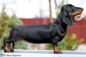 Miniature long haired dachshunds have a rich history. Genomia Dachshund