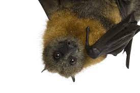 It is not worth it to deal with this. Fruit Bat Facts How To Get Rid Of Them Pest Wiki