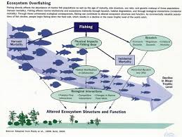 Marine Ecology Overfishing Lecture Ideas Ecology