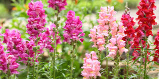 Maybe you would like to learn more about one of these? The Best Early Annuals To Plant For Spring Color Westwood Gardens