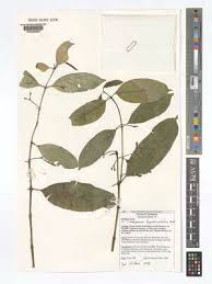 Image result for Craterispermum