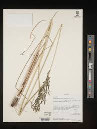 Image result for Sporobolus mildbraedii