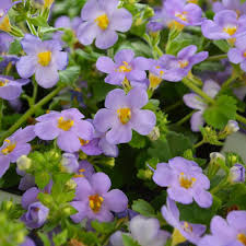 Image result for Bacopa floribunda