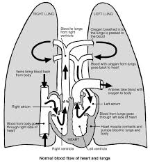 Heart And Lung Circulatory System Heart Lungs Circulatory Medicaldiagrams Cardiac Nursing Nurse Nursing School