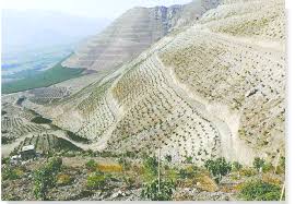 But if there is not enough water in the soil, the increased water loss can push trees over a threshold, causing extensive leaf scorching, or browning. Year One Trees On Steep Hillside Download Scientific Diagram