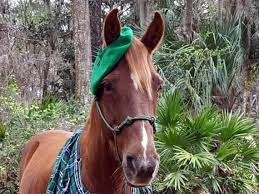Green Wool Tam Beret For Horse Or Pony Soft Equine Beret Etsy Horse Costumes Horses Green Wool