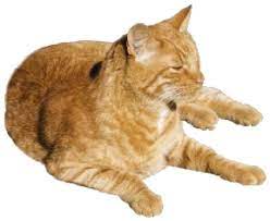 Transparents Tumblr Orange Cat Png Png Images