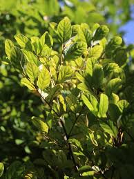 Image result for Cryptocarya