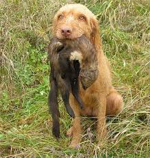 Long men hairstyles are often thought to represent the kind gone are the days when men were okay with cheap haircuts or simple buzz cuts. Wirehaired Vizsla Information Dog Breed Facts Dogell Com