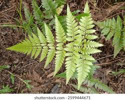 Image result for Rumohra