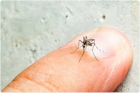 More severe reactions can occur in: What Can Aedes Mosquitoes Transmit