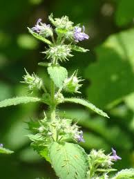 Image result for Mesosphaerum pectinatum