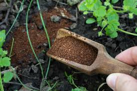 When adding coffee to the garden compost, use grounds, not whole beans. Are Coffee Grounds Good For Plants